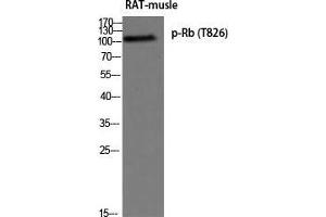 Western Blot (WB) analysis of Rat Muscle using p-Rb (T826) antibody. (Retinoblastoma 1 抗体  (pThr826))