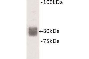 Western Blotting (WB) image for anti-CD44 (CD44) (Extracellular) antibody (ABIN1854861) (CD44 抗体  (Extracellular))