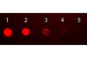 Dot Blot (DB) image for Rabbit anti-Human IgA (Heavy Chain) antibody (FITC) - Preadsorbed (ABIN100725)