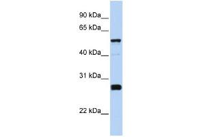 WB Suggested Anti-FAM83F Antibody Titration: 0. (FAM83F 抗体  (Middle Region))