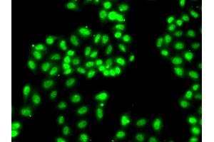 Immunofluorescence analysis of  cells using hnRNP  antibody (2446). (HNRNPA1 抗体  (AA 1-140))