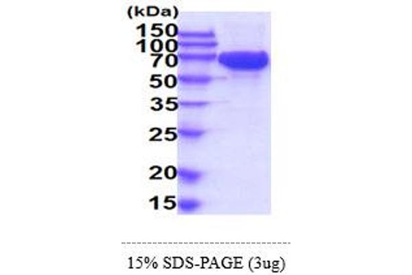 KIT Protein (AA 26-524) (His tag)