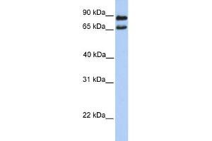 WB Suggested Anti-C9orf117 Antibody Titration: 0. (C9orf117 抗体  (N-Term))
