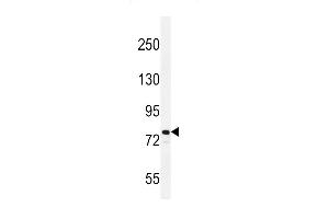 Western blot analysis in NCI-H460 cell line lysates (35ug/lane). (ATRX 抗体  (C-Term))