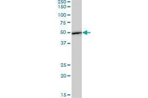 Western Blotting (WB) image for anti-Eukaryotic Translation Elongation Factor 1 gamma (EEF1G) (AA 1-437) antibody (ABIN560696)