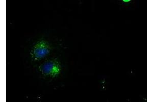 Anti-CD4 mouse monoclonal antibody (ABIN2452331) immunofluorescent staining of COS7 cells transiently transfected by pCMV6-ENTRY CD4 (RC206453). (CD4 抗体)