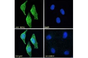 Immunofluorescence (IF) image for anti-Nitric Oxide Synthase 1, Neuronal (NOS1) (C-Term) antibody (ABIN184662)