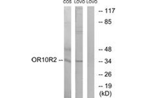 OR10S1 抗体  (AA 213-262)