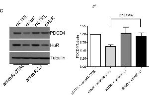 Western Blotting (WB) image for anti-Programmed Cell Death 4 (PDCD4) (C-Term) antibody (ABIN129709)