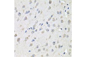 Immunohistochemistry of paraffin-embedded mouse brain using CHCHD3 antibody. (CHCHD3 抗体  (AA 1-227))