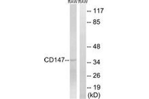 Western blot analysis of extracts from RAW264. (CD147 抗体  (AA 336-385))