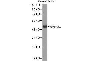 Western Blotting (WB) image for anti-Nanog Homeobox (NANOG) (AA 1-100) antibody (ABIN6220166) (Nanog 抗体  (AA 1-100))