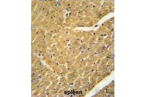 Immunohistochemistry (IHC) image for anti-Apolipoprotein B mRNA Editing Enzyme, Catalytic Polypeptide-Like 2 (APOBEC2) antibody (ABIN3002415) (APOBEC2 抗体)