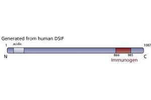 Image no. 1 for anti-CG7626 Gene Product From Transcript CG7626-RA (SPT5) (AA 866-985) antibody (ABIN968370) (CG7626 Gene Product From Transcript CG7626-RA (SPT5) (AA 866-985) 抗体)