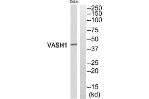 Western Blotting (WB) image for anti-Vasohibin 1 (VASH1) (Internal Region) antibody (ABIN1852781) (VASH1 抗体  (Internal Region))