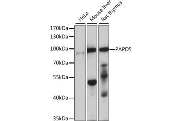 PAPD5 抗体  (AA 480-590)