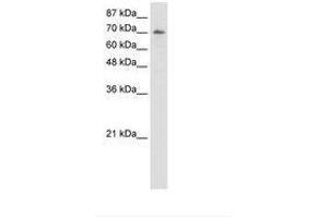 Image no. 1 for anti-Interleukin enhancer-binding factor 3 (ILF3) (C-Term) antibody (ABIN202945) (Interleukin enhancer-binding factor 3 (ILF3) (C-Term) 抗体)