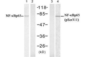 Western blot analysis of extract from Hela cells untreated or treated with IFN, using NFκB-p65 (Ab-311) antibody (E021252, Lane 1 and 2) and NFκB-p65 (phospho-Ser311) antibody (E011260, Lane 3 and 4). (NF-kB p65 抗体  (pSer311))