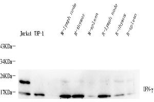Western Blot analysis of various samples using IFNG Polyclonal Antibody at dilution of 1:400. (Interferon gamma 抗体)