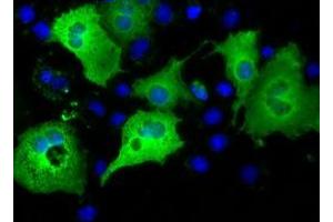 Immunofluorescence (IF) image for anti-Intraflagellar Transport 57 Homolog (IFT57) antibody (ABIN1498810) (IFT57 抗体)