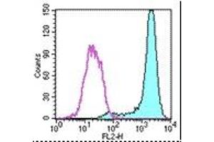 Image no. 1 for anti-Fc Fragment of IgE Receptor Ia (FCER1A) antibody (Biotin) (ABIN475080) (Fc epsilon RI/FCER1A 抗体  (Biotin))