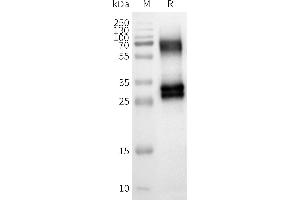 WB analysis of Human OR8U8-Nanodisc with anti-Flag monoclonal antibody at 1/5000 dilution, followed by Goat Anti-Rabbit IgG HRP at 1/5000 dilution (Olfactory Receptor, Family 8, Subfamily U, Member 8 (OR8U8) 蛋白)