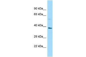WB Suggested Anti-B3GAT1 Antibody Titration: 1. (CD57 抗体  (N-Term))