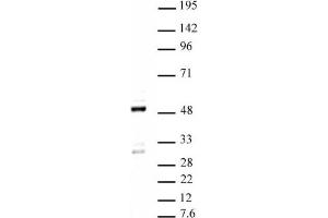 Ets-1 pAb tested by Western blot. (ETS1 抗体  (C-Term))