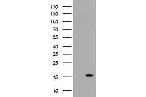 Image no. 1 for anti-TSC22 Domain Family, Member 3 (TSC22D3) antibody (ABIN1498458) (TSC22D3 抗体)