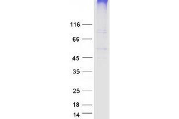 SLC19A3 Protein (Myc-DYKDDDDK Tag)