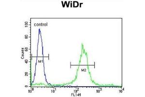 ADAM19 Antibody (Center) flow cytometric analysis of WiDr cells (right histogram) compared to a negative control cell (left histogram). (ADAM19 抗体  (Middle Region))