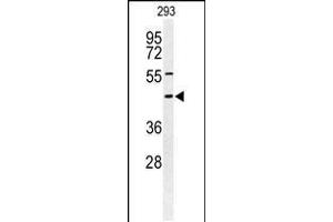 Western blot analysis of STX1A Antibody in 293 cell line lysates (35ug/lane) (STX1A 抗体  (N-Term))