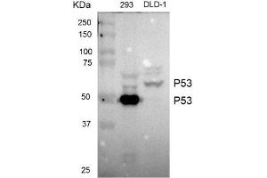 Western blot analysis of extracts from 293 cells and DLD-1 cells using TP53 antibody (1:1000). (p53 抗体)
