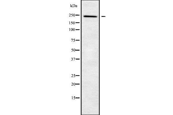 NUP205 抗体  (Internal Region)