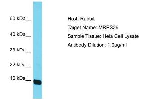 Host: Rabbit Target Name: MRPS36 Sample Tissue: Human Hela Whole Cell Antibody Dilution: 1ug/ml (MRPS36 抗体  (N-Term))