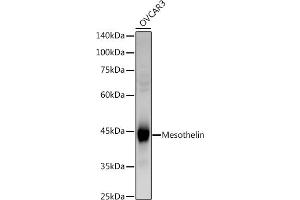 Western blot analysis of extracts of OVC cells, using (ABIN6128283, ABIN6144072, ABIN6144074 and ABIN6221775) at 1:1000 dilution. (Mesothelin 抗体  (AA 37-296))