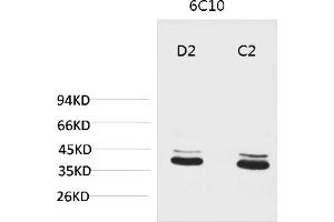 Western blot analysis of 1) Mouse Brain Tissue, 2) Rat Brain Tissue with P44/42 MAPK (ERK1/2) Mouse mAb diluted at 1:2000. (ERK1/2 抗体)