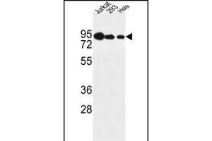 NOL9 Antibody (C-term) (ABIN1881582 and ABIN2843122) western blot analysis in Jurkat,293,Hela cell line lysates (35 μg/lane). (NOL9 抗体  (C-Term))
