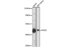 Western blot analysis of extracts of various cell lines, using FARS2 antibody (ABIN6292918) at 1:1000 dilution. (FARS2 抗体)