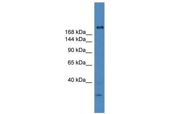 USP9Y 抗体  (C-Term)