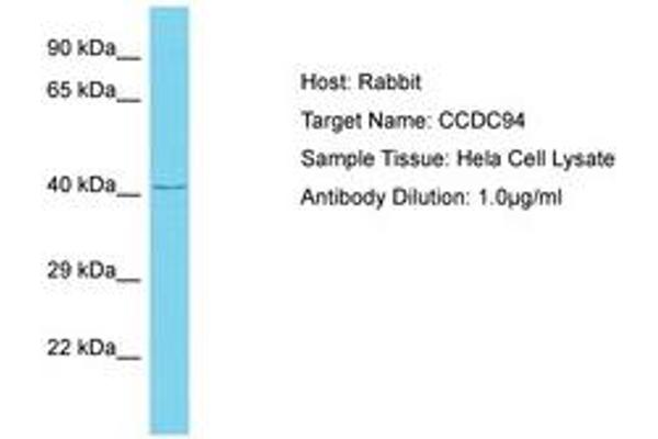 CCDC94 抗体  (AA 239-288)