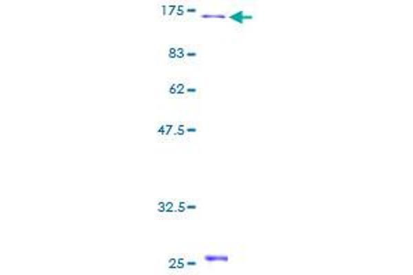 DBN1 Protein (AA 1-649) (GST tag)