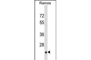 BRI3BP Antibody (Center) (ABIN1537897 and ABIN2849439) western blot analysis in Ramos cell line lysates (35 μg/lane). (BRI3BP 抗体  (AA 157-183))