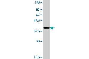 Western Blot detection against Immunogen (37. (NLRP3 抗体  (AA 1-100))