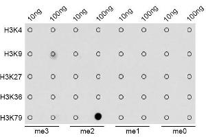 Dot-blot analysis of all sorts of methylation peptides using DiMethyl-Histone H3-K79 antibody. (Histone 3 抗体  (H3K9me2))