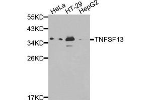 Western blot analysis of extracts of various cells, using TNFSF13 antibody. (TNFSF13 抗体)