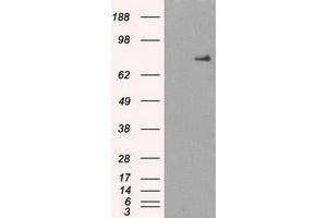 Image no. 2 for anti-P450 (Cytochrome) Oxidoreductase (POR) antibody (ABIN1497743) (POR 抗体)