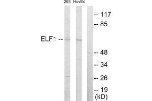 Western Blotting (WB) image for anti-E74-Like Factor 1 (Ets Domain Transcription Factor) (ELF1) (C-Term) antibody (ABIN1849318) (ELF1 抗体  (C-Term))