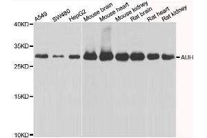 Western blot analysis of extracts of various cell lines, using AUH antibody. (AUH 抗体)