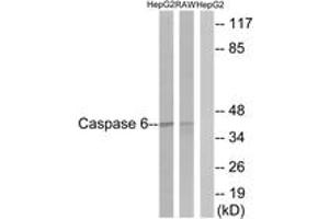 Western Blotting (WB) image for anti-Caspase 6, Apoptosis-Related Cysteine Peptidase (CASP6) (AA 223-272) antibody (ABIN2888590) (Caspase 6 抗体  (AA 223-272))
